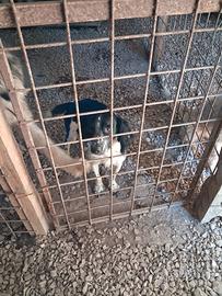 Springer spaniel
