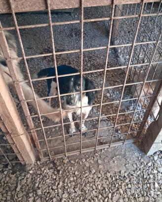 Springer spaniel