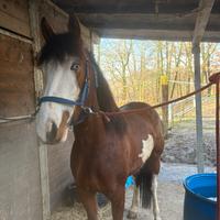Cavallo