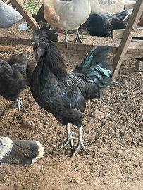 Ayam Cemani adulti