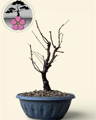 Bonsai carpino nero
