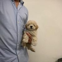 Maltipoo Crema disponibili