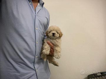 Maltipoo Crema disponibili