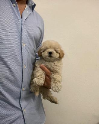 Maltipoo Crema disponibili