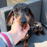 Bassotto con pedigree Enci