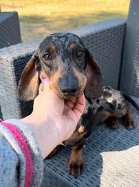 Bassotto con pedigree Enci