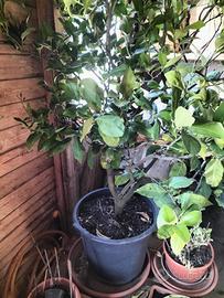 pianta di limoni