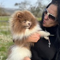 Pomerania