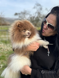 Pomerania