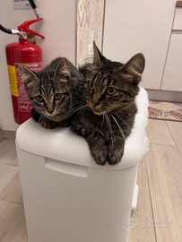 Gatti adottabili in tutta la Campania