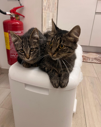 Gatti adottabili in tutta la Campania