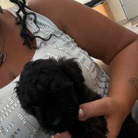 Barboncino Miny toy blak