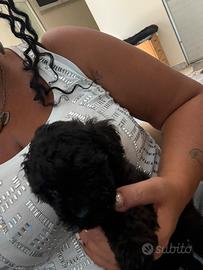 Barboncino Miny toy blak