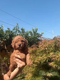 Barboncino toy red