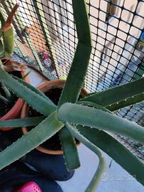 Piante aloe vera 