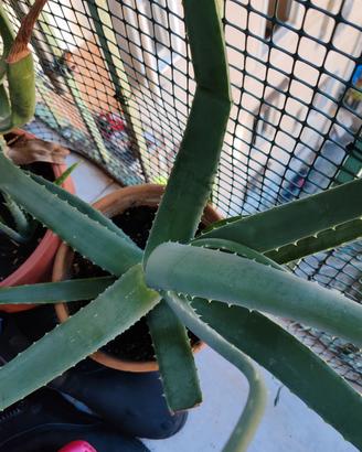 Piante aloe vera 
