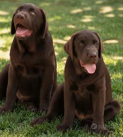 Labrador Chocolate con pedigree
