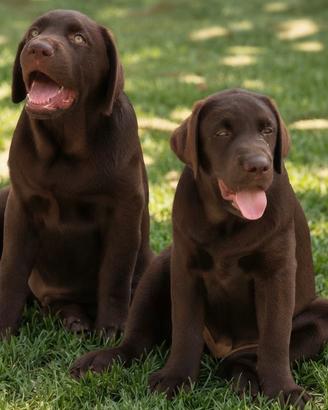 Labrador Chocolate con pedigree