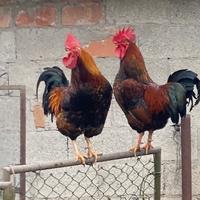 Gallo ruspante