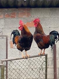 Gallo ruspante
