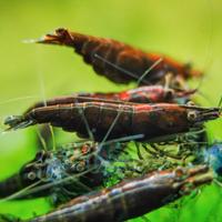 Neocaridina Chocolate Sakura