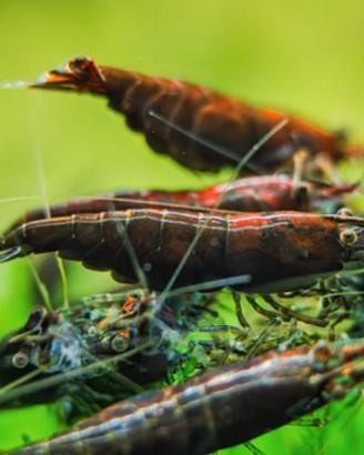 Neocaridina Chocolate Sakura