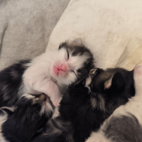 Norvegesi delle foreste