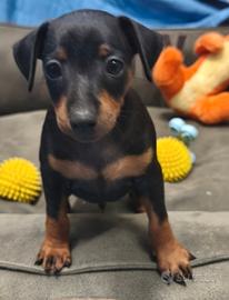 Cuccioli di zwergpinscher