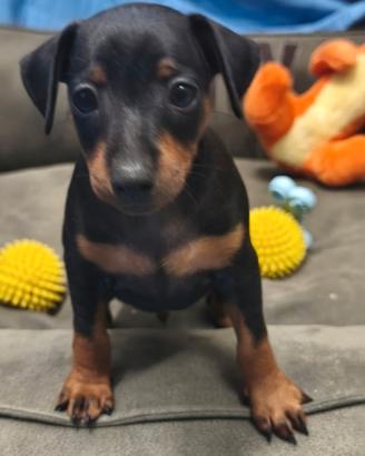 Cuccioli di zwergpinscher