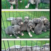 Amstaff