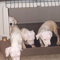 Dogo argentino femmina originale 100%