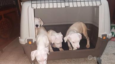 Dogo argentino femmina originale 100%