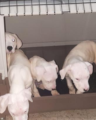 Dogo argentino femmina originale 100%