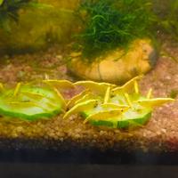 Neocaridine Yellow Golden