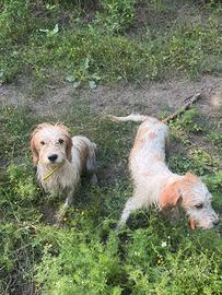 Cani da caccia