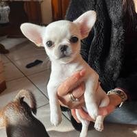 Chihuahua maschi con pedigree di taglia piccola