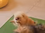 Immagine 2