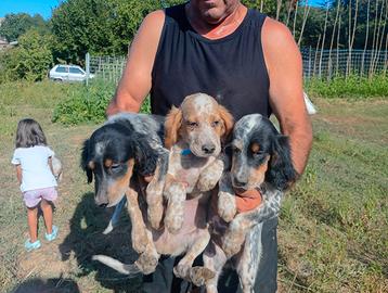 Setter inglesi pedigree radentis/Pianigiani