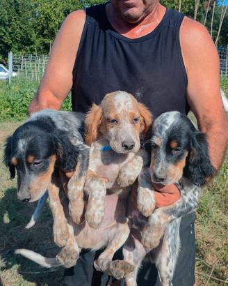 Setter inglesi pedigree radentis/Pianigiani