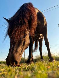 Cavallo bardigiano