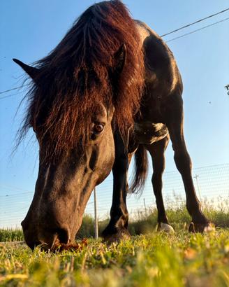 Cavallo bardigiano