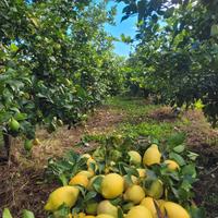  piante  di limoni 4 stagioni 