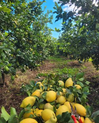  piante  di limoni 4 stagioni 