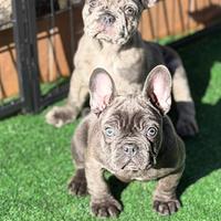 Cuccioli di bulldog francesi blue e merlè blue