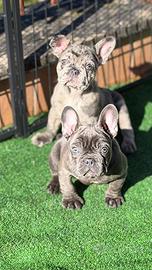 Cuccioli di bulldog francesi blue e merlè blue