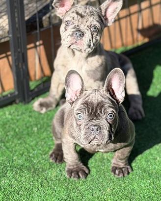 Cuccioli di bulldog francesi blue e merlè blue