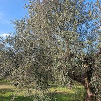 Oliveto Ceriara di Sezze