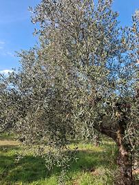 Oliveto Ceriara di Sezze