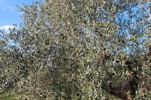 Oliveto Ceriara di Sezze
