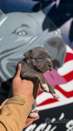 Cucciola American Pitbull Terrier UKC tricolor blu